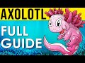 Axolotl Care Guide | All You Need To Know To Take Care Of An Axolotl!
