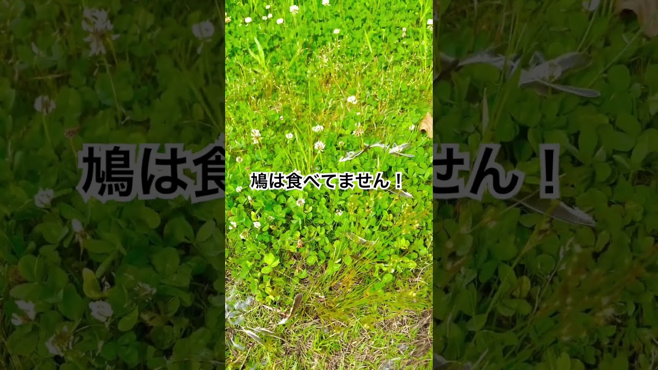 鳩を食べたのは誰だ！ #shorts #irishsetter #テラ #Japan #terra