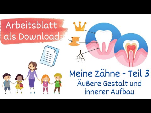 Meine Zähne Teil 3 - Gestalt und Aufbau, Sachunterricht Grundschule - mit Arbeitsblatt
