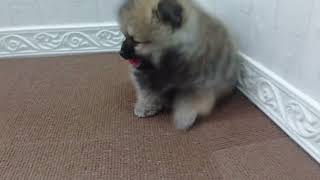 ポメラニアンの動画01