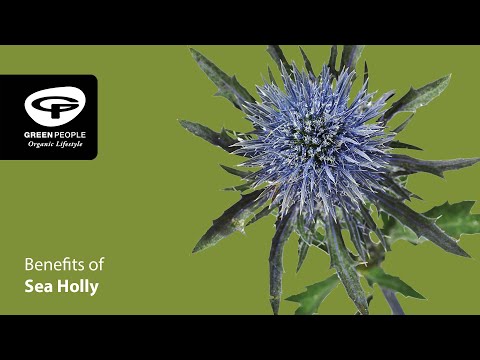 download lagu mp3 mp4 Sea Holly Skin Benefits, download lagu Sea Holly Skin Benefits gratis, unduh video klip Sea Holly Skin Benefits