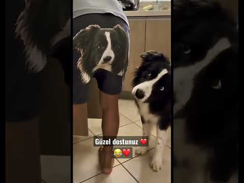 #komik #hayvanlar #kedi #köpek #animals #aşk #müzik #şiir #love #duygularim #funny #dehlizsiir