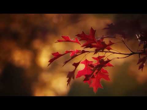 Ever Since We Kissed - Dayon