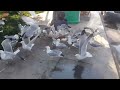 Numerous Seagulls Fight Over Food On Sidewalk 1839090
