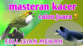 Download lagu Masteran kacer juara nasional full isian mewah... mp3