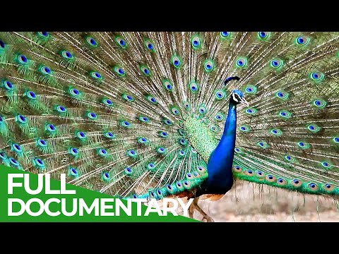 Animal's Super Senses - Communication