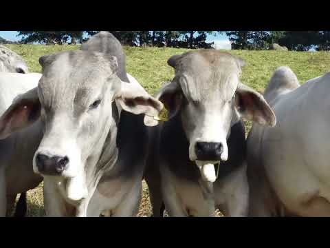 Stey Braes 25th Annual Production Auction 2022 - Brahman Promo