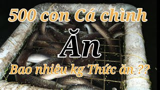 NÊN MUA CÁM CÔNG NGHIỆP HAY TỰ LÀM CÁM CHĂN NUÔI HIỆU QUẢ