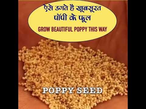 Grow Beautiful Poppy This Way | #shorts #poppyflower #poppyseed #growpoppy