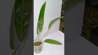 Anthurium sp Morona Large #plants #exoticplants #houseplants #plantgoals #plantlover #indoorplant