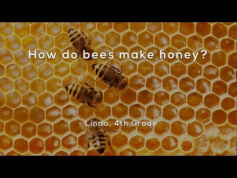 ミツバチはどうやってハチミツを作るのか？ (How do bees make honey?)