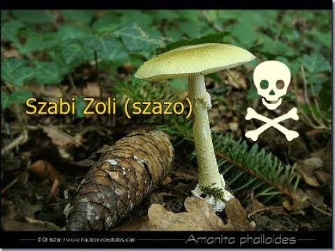 tisztítja a paraziták és gombák testét)