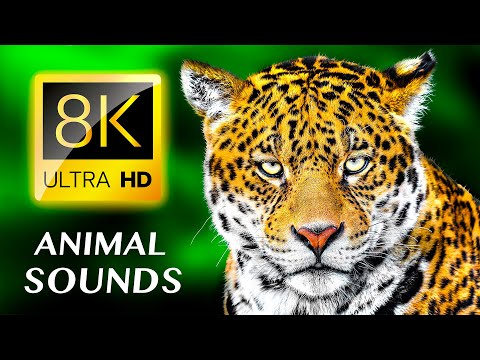ELÄINTEN ÄÄNEET 8K ULTRA HD