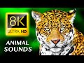 ANIMAL SOUNDS 8K ULTRA HD