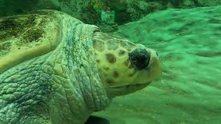 How Do Sea Turtles get Straws Stuck in their Nose #turtles #seaturtles #animals