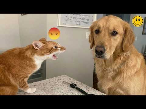 Top Funniest Cats and Dogs Compilation 2026 | Best Cute & Funny Pet Moments Ever 😺🐶😂