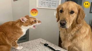 Top Funniest Cats and Dogs Compilation 2026 | Best Cute & Funny Pet Moments Ever 😺🐶😂 MQDEFAULT Thumbnail