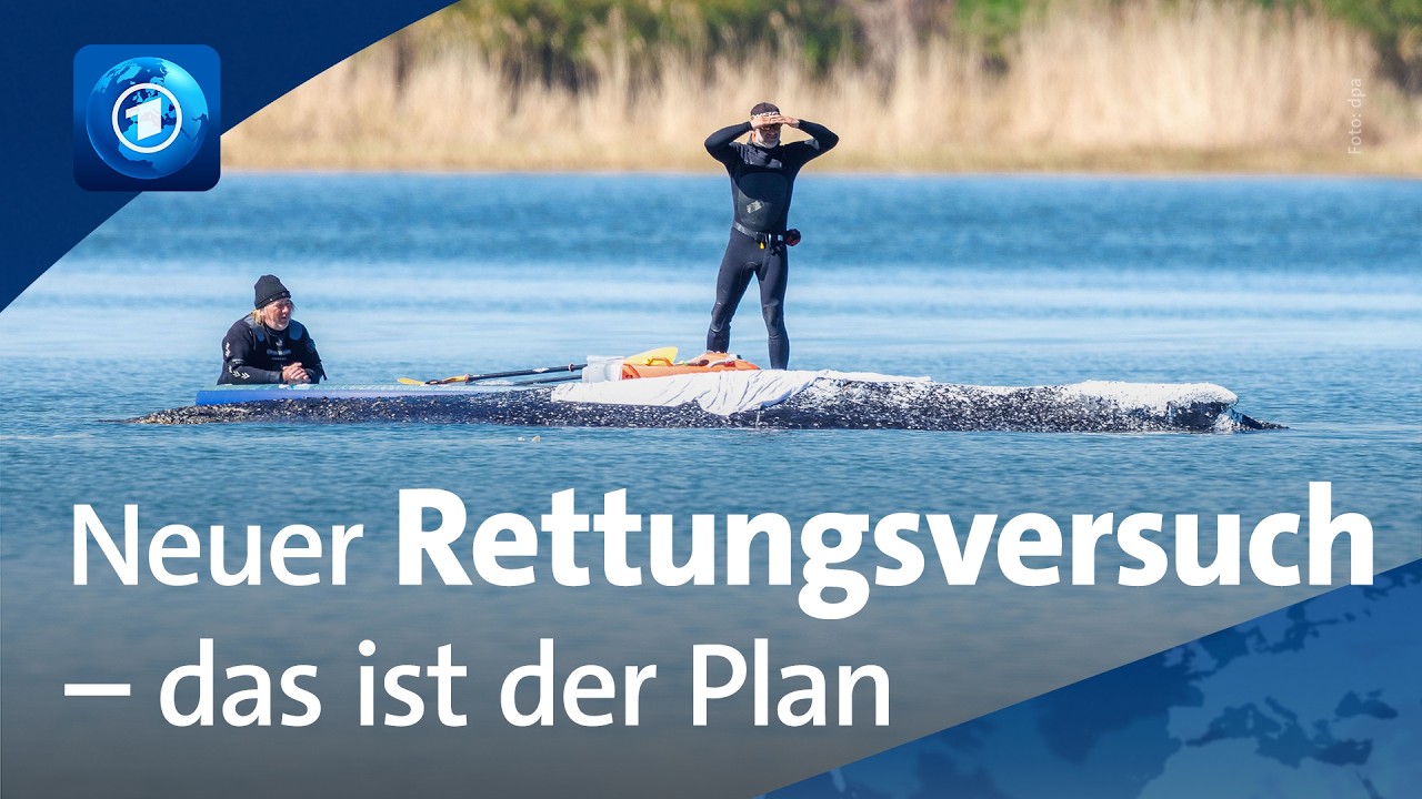 Neuer Rettungsversuch: Wie geht es dem Wal in der Ostsee?