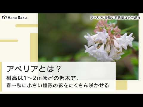 アベリア 植物