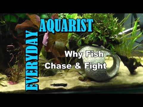 YouTube video about: Are molly fish aggressive?