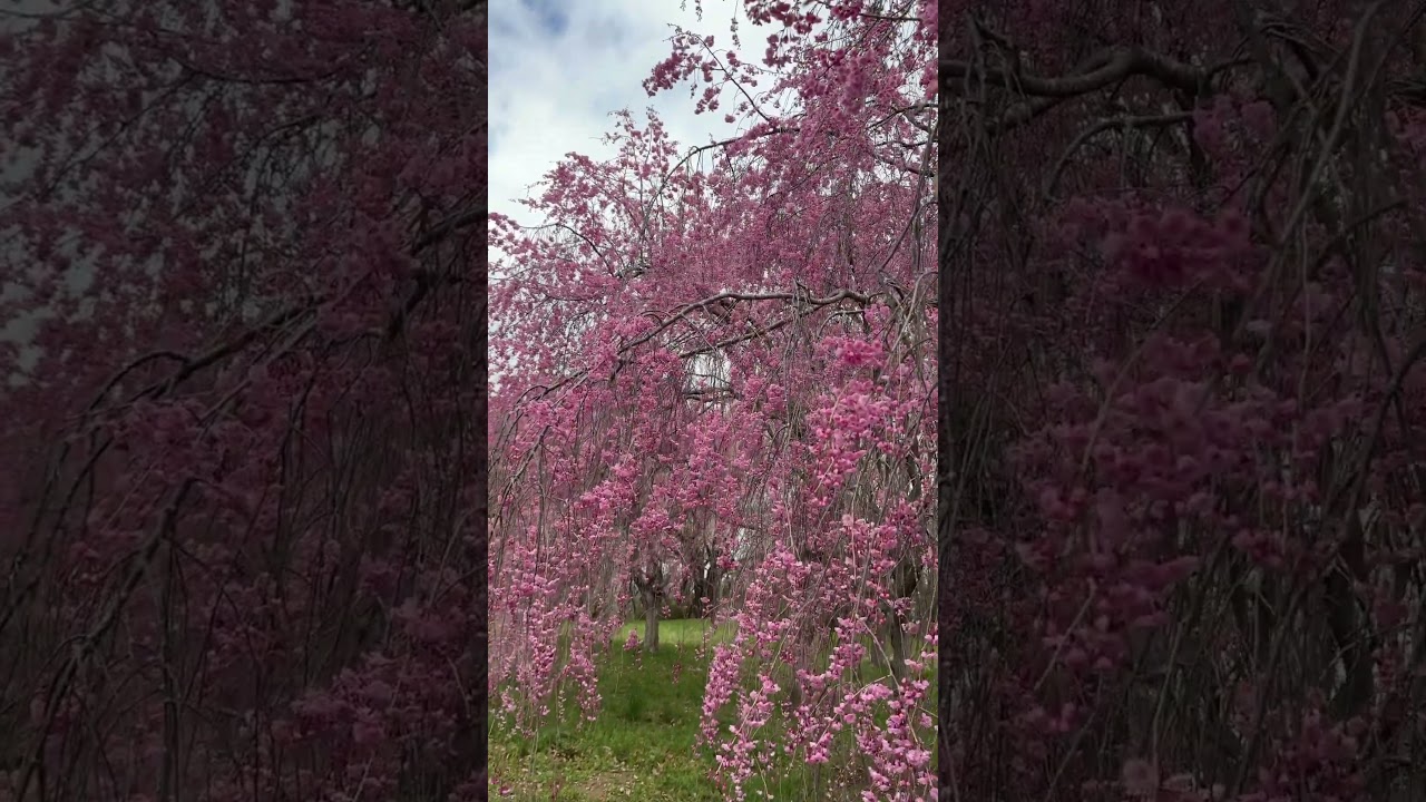 YouTube Short thumbnail