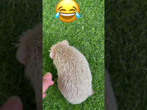 Hedgehog angry running 