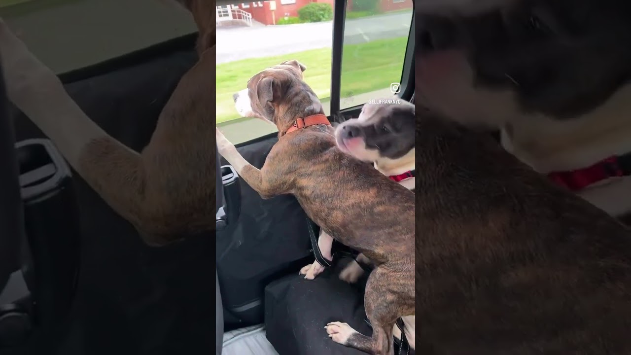 A Disney baby, KANE, a Adoptable mixed breed in Beacon, NY video 6/6