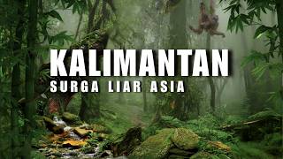Download lagu Borneo Rainforest: What Is Actually Hidden Inside? mp3