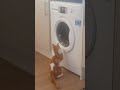 Crazy Cat Wants In The Washing Machine