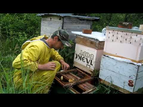 Роеловство.Парадокс при ловли роя. Неожиданно пойманный роек с супер маткой и и добрыми пчёлами