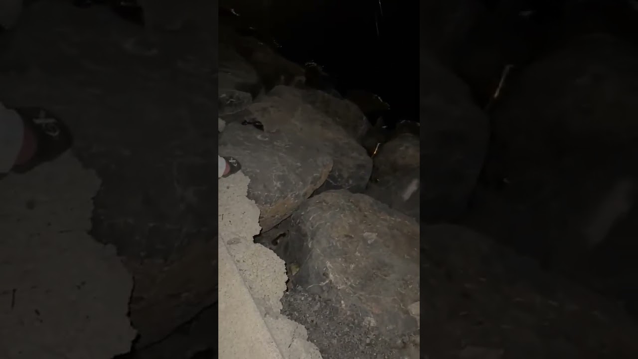 İskenderun Sahilinde Oltaya Balık Yerine Fare Takıldı!
