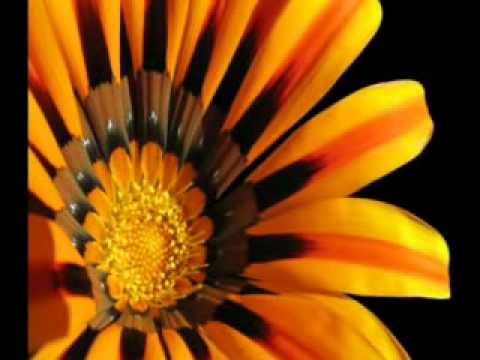 Sima Pandurovic   Zena