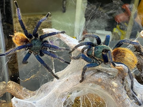 Pairing the GBB , Green Bottle Blue