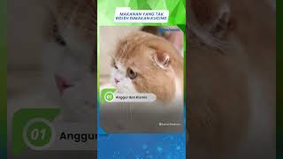 Penting untuk Jaga Kesehatan Kucing Peliharaan, Jangan Berikan Makanan Ini kepada Kucing