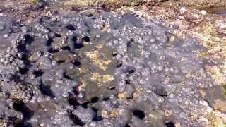 Coral na praia das castanheiras em Guarapari ES dia 02 Janeiro de 2014