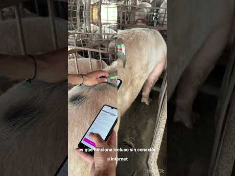 Pigside