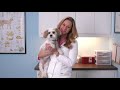 What To Do If Your Dog Has Trouble Breathing