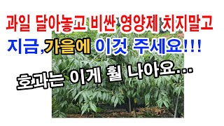 과일 달아놓고 비싼 영양제 치지 말고 지금 가을에 이것 주세요! 효과는 이게 훨 나아요. 원리와 이론에 맞게…