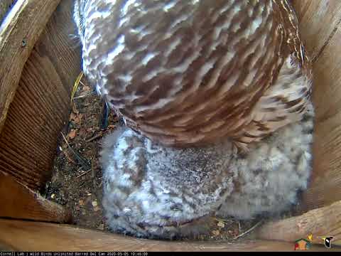 Female Barred Owl Communicates With Male From Owlet-Filled Nest Box – May 5, 2020