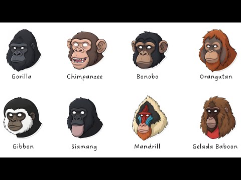 Every Ape Type Explained in 8 Minutes