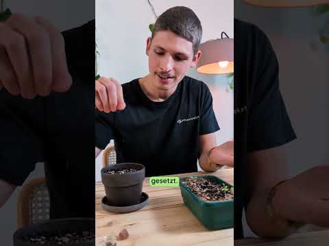 Zieh die Birkenfeige selbst aus Samen! (Ficus benjamina)💚