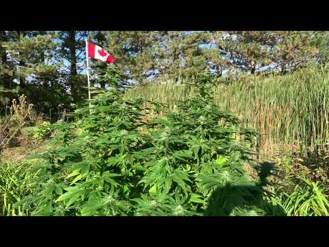 Bubba kush week five outdoor flower.