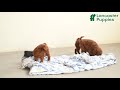 Toy Poodle dogs for sale: Toby - Video 1
