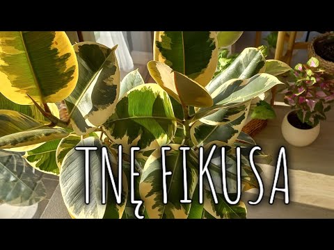 Cięcie fikusa/ rozkrzewianie/ Popołudnie z roślinami #1