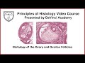 Histology of the Ovary and Ovarian Follicles [Female Reproductive Histology Part 1 of 2]
