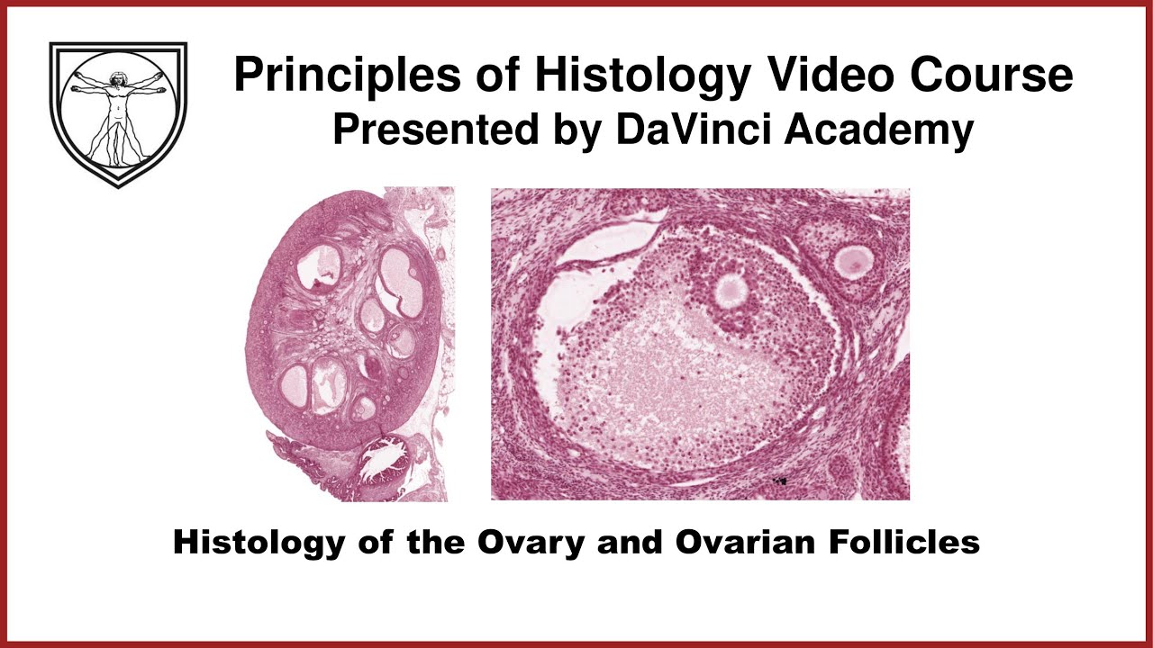 Histology of the Ovary and Ovarian Follicles [Female Reproductive Histology Part 1 of 2]