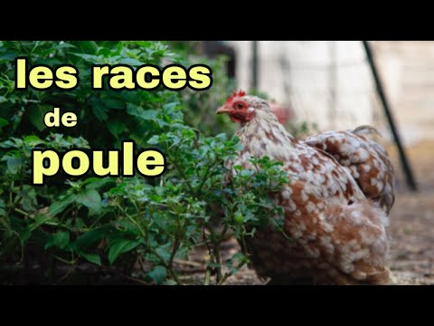 , title : 'Les différents race de poules ( caractère + physique)'