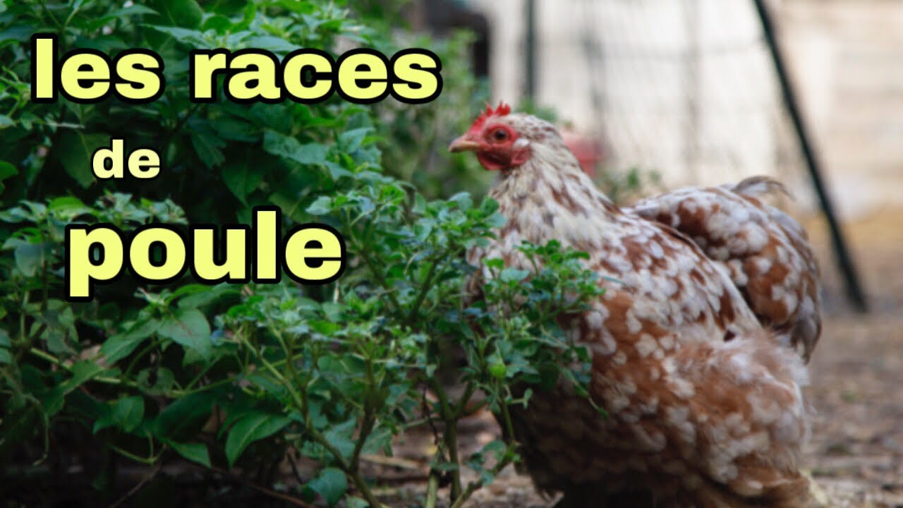 Les différents race de poules ( caractère + physique)