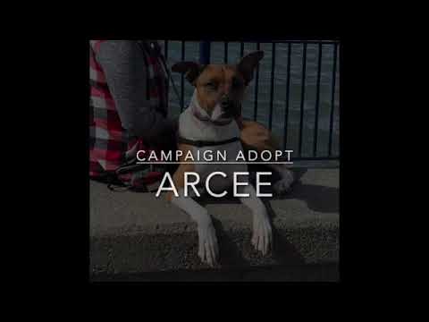 Arcee, an adoptable Shepherd & American Staffordshire Terrier Mix in Berkeley, CA_image-1