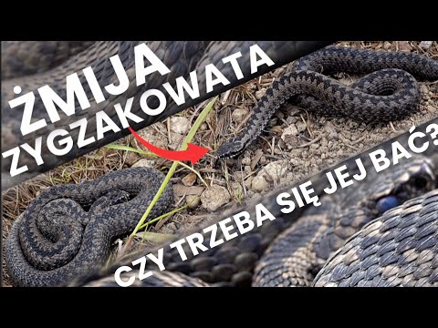 ŻMIJA ZYGZAKOWATA - Czy Jest NIEBEZPIECZNA?
